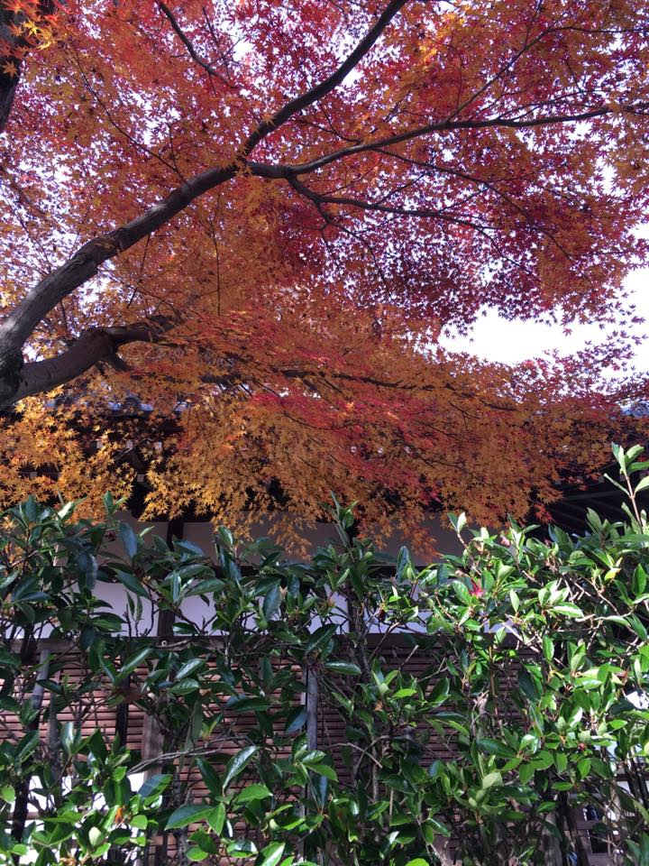 15356752_1857093321201733_132595607932017289_n